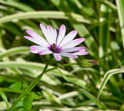 藍(lán)目菊