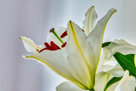 百合花