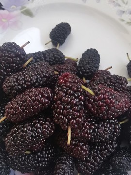 桑葚