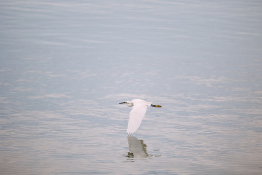 湖中白鷺