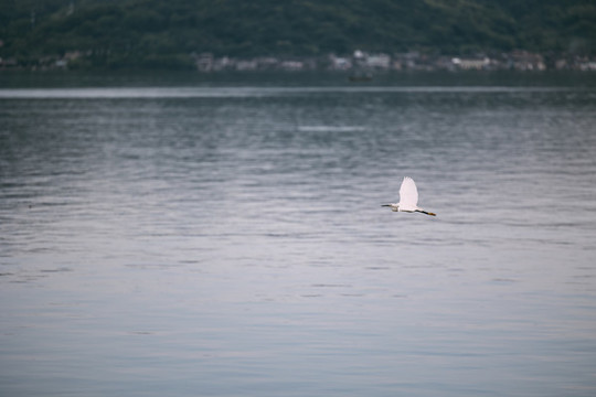 湖中白鷺