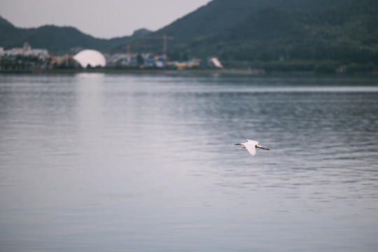 湖中白鷺
