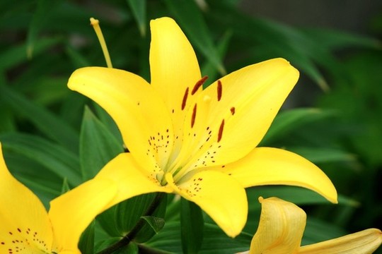 百合花