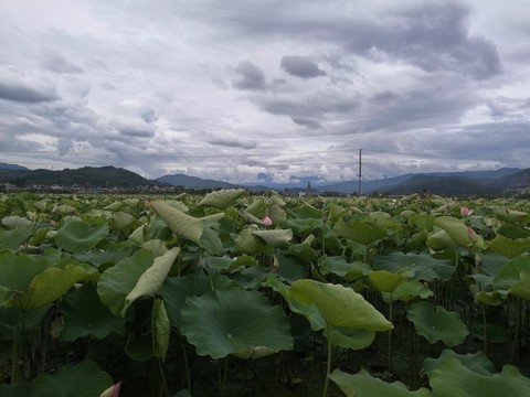 荷花