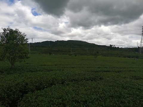 茶園