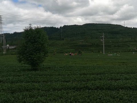 茶園