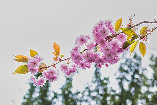 櫻花