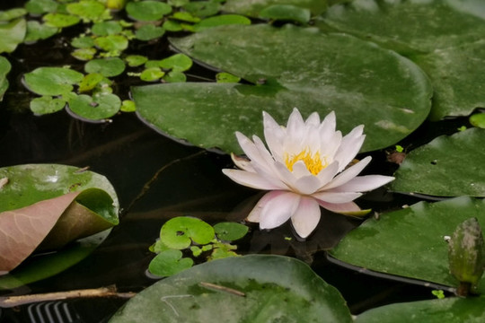 蓮花