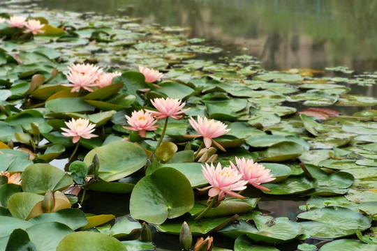 蓮花