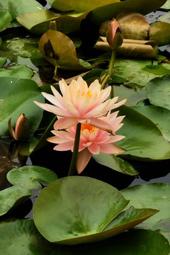 蓮花