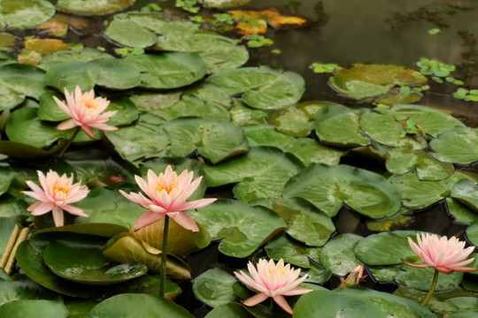 蓮花