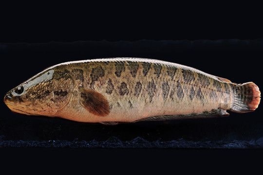 黑魚(yú)