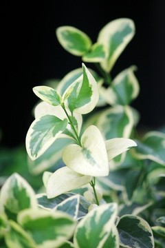 花葉蔓長(zhǎng)春花