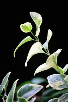 花葉蔓長春花