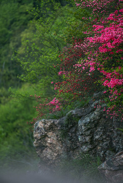 映山紅杜鵑花