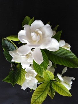 梔子花