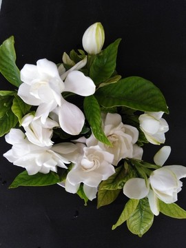梔子花