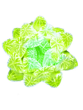 多肉