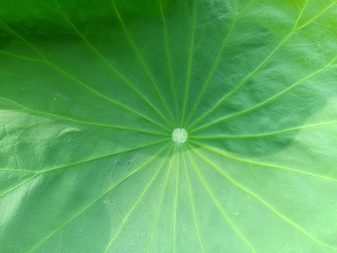 荷葉