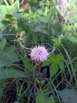 刺兒菜花朵