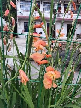 劍蘭花