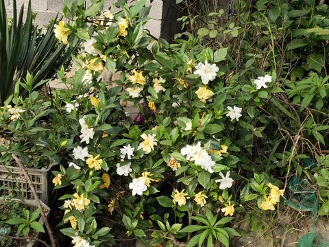 梔子花