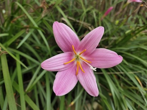 粉色水仙花特寫