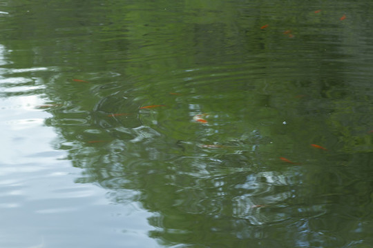 紅與綠水