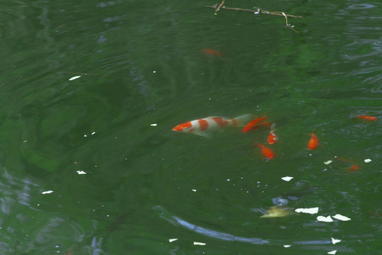 金魚(yú)