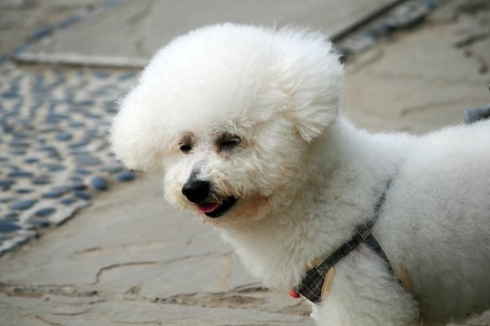 小狗