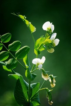 豌豆花
