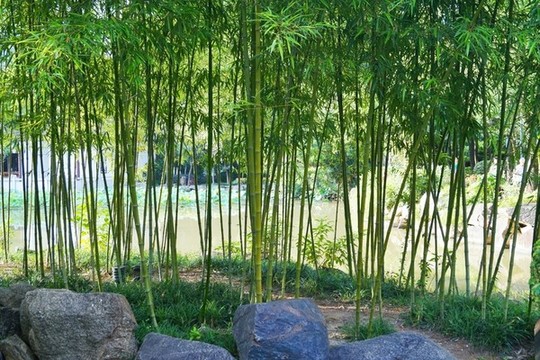 竹林