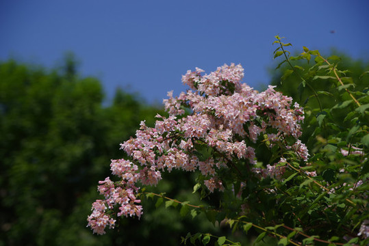 豐臺區(qū)西局玉璞園公園