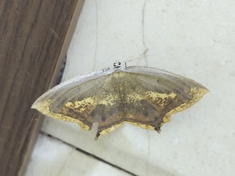 蝴蝶特寫
