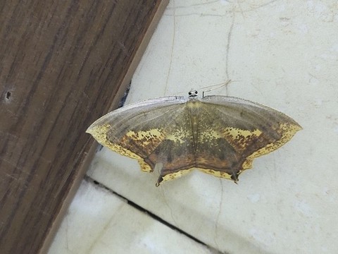 蝴蝶展翅