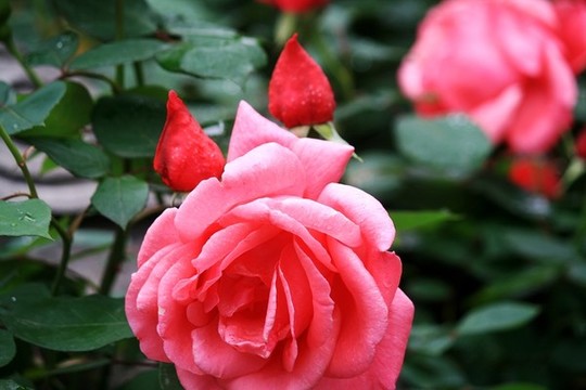 月季花