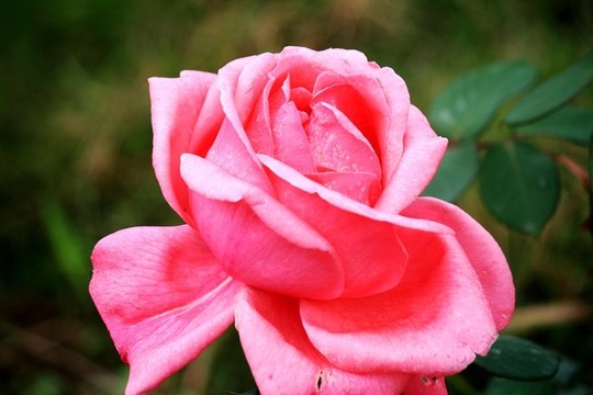 月季花