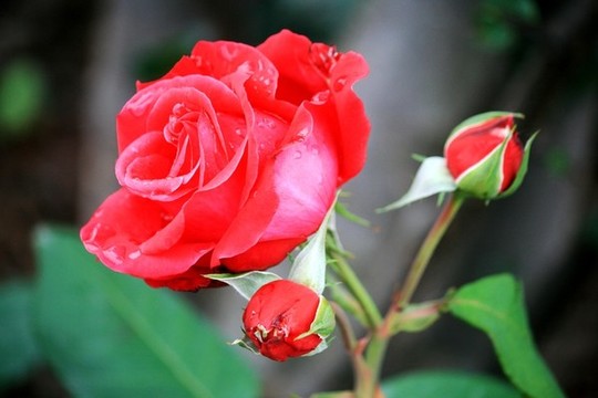 月季花