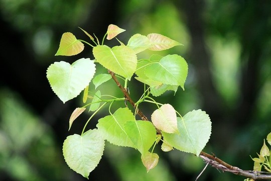 樹枝
