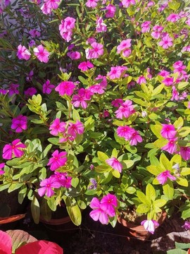 長(zhǎng)春花