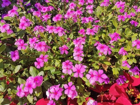 長(zhǎng)春花