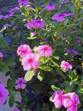 長春花