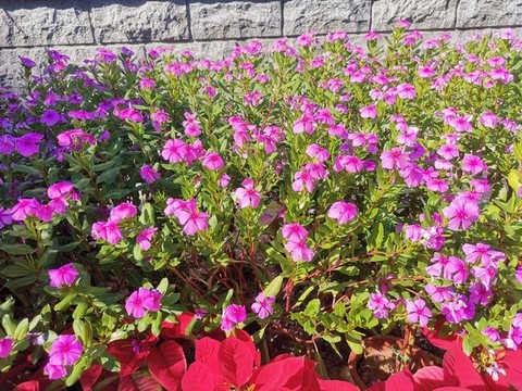 長春花