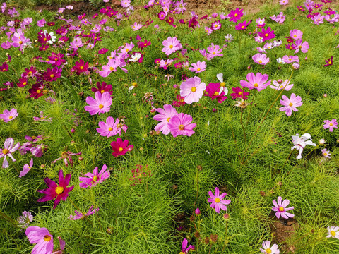 格桑花海