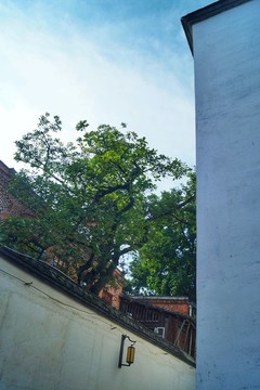 福州白墻灰瓦建筑