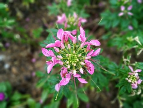 花草