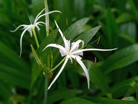 花草