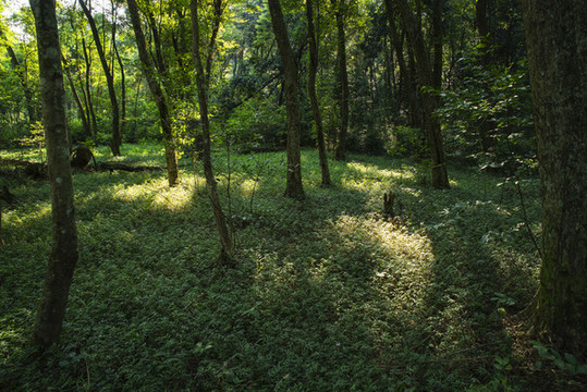 陽光樹林