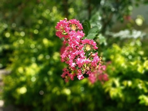 紅花