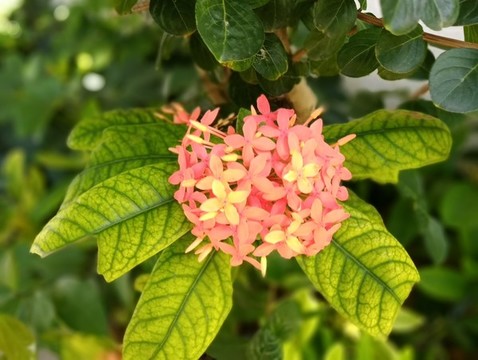 花